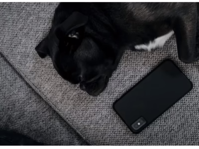 dieren speciaalzaak de pauw